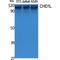 Chromodomain Helicase DNA Binding Protein 1 Like antibody, LS-C386784, Lifespan Biosciences, Western Blot image 