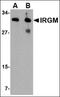 Immunity Related GTPase M antibody, orb88415, Biorbyt, Western Blot image 