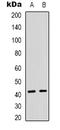 T-Box 10 antibody, LS-C368813, Lifespan Biosciences, Western Blot image 