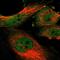 Kelch Like Family Member 25 antibody, HPA023450, Atlas Antibodies, Immunofluorescence image 