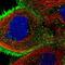 Unp antibody, NBP1-86876, Novus Biologicals, Immunofluorescence image 