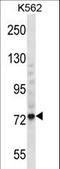 Threonine Synthase Like 1 antibody, LS-C157191, Lifespan Biosciences, Western Blot image 