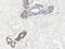 Serpin Family B Member 5 antibody, 38-244, ProSci, Immunohistochemistry frozen image 