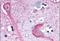 KISS1 Receptor antibody, NLS1929, Novus Biologicals, Immunohistochemistry paraffin image 