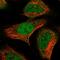 CAP-50 antibody, HPA027545, Atlas Antibodies, Immunofluorescence image 