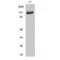 Fibroblast Growth Factor Receptor 1 antibody, LS-C383518, Lifespan Biosciences, Western Blot image 