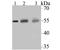 Cytochrome P450 Family 27 Subfamily A Member 1 antibody, A02121, Boster Biological Technology, Western Blot image 