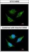 Isovaleryl-CoA dehydrogenase, mitochondrial antibody, GTX114502, GeneTex, Immunofluorescence image 