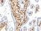 S100 Calcium Binding Protein A4 antibody, orb388629, Biorbyt, Immunohistochemistry paraffin image 