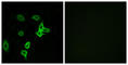 KN motif and ankyrin repeat domain-containing protein 2 antibody, abx014193, Abbexa, Western Blot image 