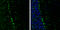BCAR1 Scaffold Protein, Cas Family Member antibody, GTX633771, GeneTex, Immunohistochemistry frozen image 