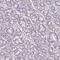 Glycogenin 2 antibody, HPA064686, Atlas Antibodies, Immunohistochemistry paraffin image 