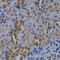 TNF Receptor Superfamily Member 6b antibody, LS-B15050, Lifespan Biosciences, Immunohistochemistry frozen image 