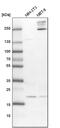 Ubiquitin-Fold Modifier Conjugating Enzyme 1 antibody, PA5-55633, Invitrogen Antibodies, Western Blot image 