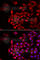 Cochlin antibody, A6562, ABclonal Technology, Immunofluorescence image 