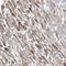 Adrenoceptor Alpha 1A antibody, HPA029678, Atlas Antibodies, Immunohistochemistry frozen image 