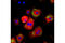 Lipin 1 antibody, 14906S, Cell Signaling Technology, Immunofluorescence image 