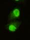 Lysine Demethylase 5C antibody, orb178828, Biorbyt, Immunofluorescence image 
