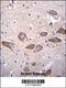 Solute Carrier Family 25 Member 31 antibody, 56-186, ProSci, Immunohistochemistry paraffin image 