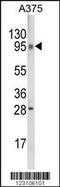 TBC1 Domain Family Member 32 antibody, 63-745, ProSci, Western Blot image 
