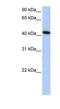 Islet Cell Autoantigen 1 Like antibody, NBP1-56711, Novus Biologicals, Western Blot image 