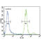 Hepatocyte Growth Factor antibody, abx029391, Abbexa, Immunohistochemistry paraffin image 