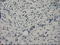 Crystallin Alpha B antibody, LS-C784394, Lifespan Biosciences, Immunohistochemistry frozen image 