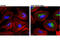 BCL2 Interacting Protein 3 antibody, 44060S, Cell Signaling Technology, Immunofluorescence image 