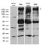 Bromodomain Adjacent To Zinc Finger Domain 1A antibody, LS-C796613, Lifespan Biosciences, Western Blot image 