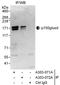 Dynactin Subunit 1 antibody, A303-071A, Bethyl Labs, Immunoprecipitation image 