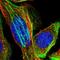 Transmembrane Protein 17 antibody, HPA018100, Atlas Antibodies, Immunofluorescence image 