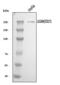 L1 Cell Adhesion Molecule antibody, A00729-3, Boster Biological Technology, Western Blot image 