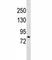 Serine/threonine-protein kinase DCLK2 antibody, F47683-0.4ML, NSJ Bioreagents, Western Blot image 