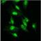 Lysine Acetyltransferase 2A antibody, NBP1-48593, Novus Biologicals, Immunofluorescence image 