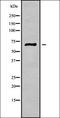 Podocan antibody, orb336353, Biorbyt, Western Blot image 