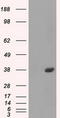 FcRII antibody, LS-C784413, Lifespan Biosciences, Western Blot image 