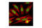 Regulator Of Chromosome Condensation 1 antibody, 3589S, Cell Signaling Technology, Immunofluorescence image 