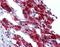 Leucine Rich Repeat Neuronal 4 antibody, orb88918, Biorbyt, Immunohistochemistry paraffin image 