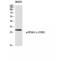 Protein Phosphatase 2 Catalytic Subunit Alpha antibody, LS-C381476, Lifespan Biosciences, Western Blot image 