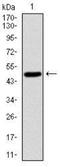 S-Phase Kinase Associated Protein 1 antibody, NBP2-37522, Novus Biologicals, Western Blot image 