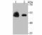 Zinc Finger And SCAN Domain Containing 4 antibody, NBP2-75722, Novus Biologicals, Western Blot image 