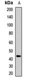 FA Complementation Group L antibody, LS-C668579, Lifespan Biosciences, Western Blot image 