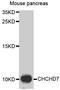 Coiled-Coil-Helix-Coiled-Coil-Helix Domain Containing 7 antibody, MBS129997, MyBioSource, Western Blot image 