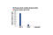 Signal Transducer And Activator Of Transcription 4 antibody, 5267S, Cell Signaling Technology, Chromatin Immunoprecipitation image 