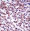 AKT1 Substrate 1 antibody, LS-C156229, Lifespan Biosciences, Immunohistochemistry frozen image 