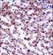 PRAS40 antibody, LS-C156229, Lifespan Biosciences, Immunohistochemistry frozen image 