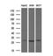 BCL2 Like 1 antibody, NBP1-47665, Novus Biologicals, Western Blot image 