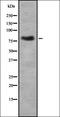 CD163 antibody, orb337123, Biorbyt, Western Blot image 