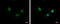Nth Like DNA Glycosylase 1 antibody, GTX103180, GeneTex, Immunocytochemistry image 