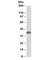 Aminoacyl TRNA Synthetase Complex Interacting Multifunctional Protein 1 antibody, R34600-100UG, NSJ Bioreagents, Western Blot image 